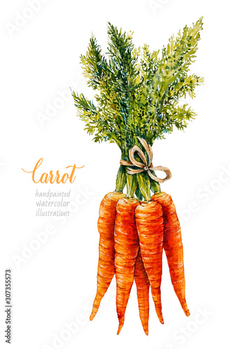 Carrot. Bunch of carrots. Vegetables. Watercolor botanical hand drawn illustration. 