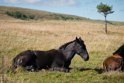 A wildly grazing black foal on an alpine pasture of the North Caucasus. Farm Mining Concept
