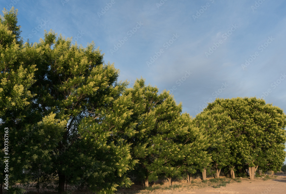 A Soap Berry tree Grove in the Southwest. A Soap Berry tree Grove in the Southwest.