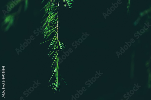 Fir twigs, foreground nature