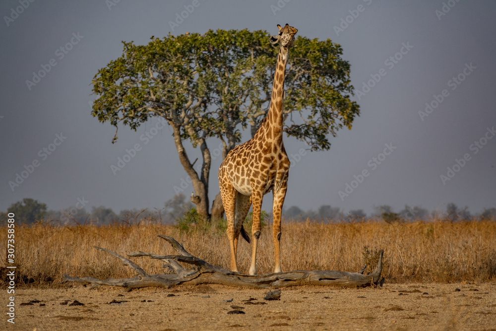 Obraz premium Giraffe looking to heaven with tree in the background