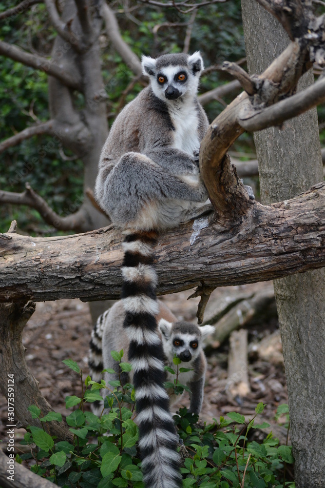 Fototapeta premium a ring-tailed lemur in the zoo