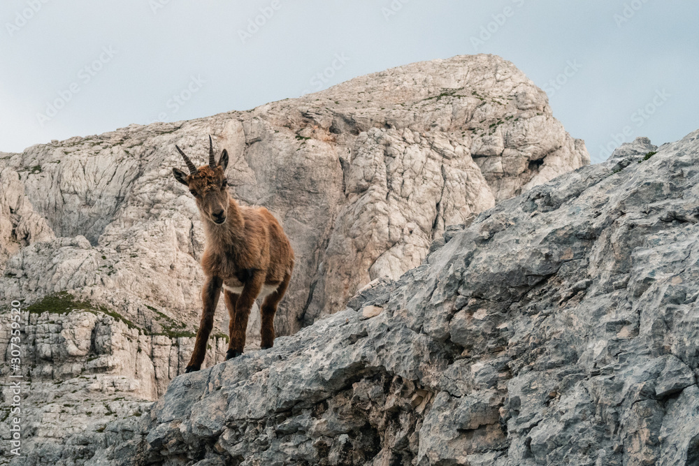 Curious ibex standing on the rock Curious ibex standing on the rock