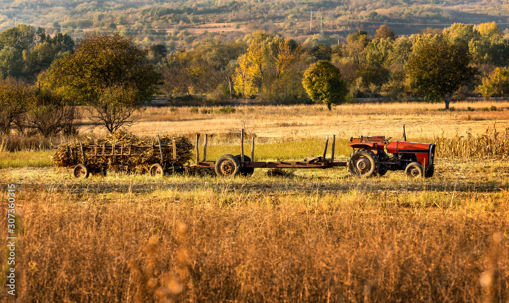 Fototapeta premium Autumn field works in the cornfield with Tractor carrying cut corn stems in a long trailer