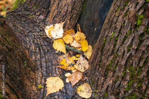 Yellow autumn leaves between thick tree trunks.