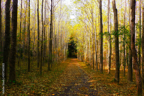 Strada nel bosco