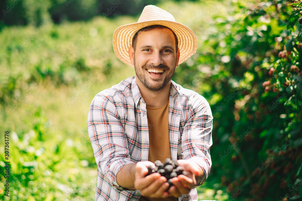 Fototapeta premium Young farmer harvesting brambles. Attractive young man at farm