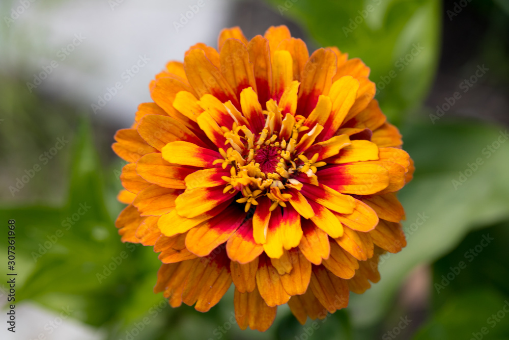 Zinnia flowers a frequent visitor to parks and gardens in Europe and Asia Zinnia flowers a frequent visitor to parks and gardens in Europe and Asia