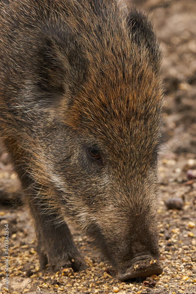 Wild boar eating the food left by hunters Wild boar eating the food left by hunters