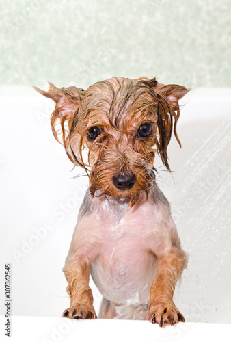 Portrait of wet dog Yorkshire Terrier in the bathroom in the beauty salon for dogs