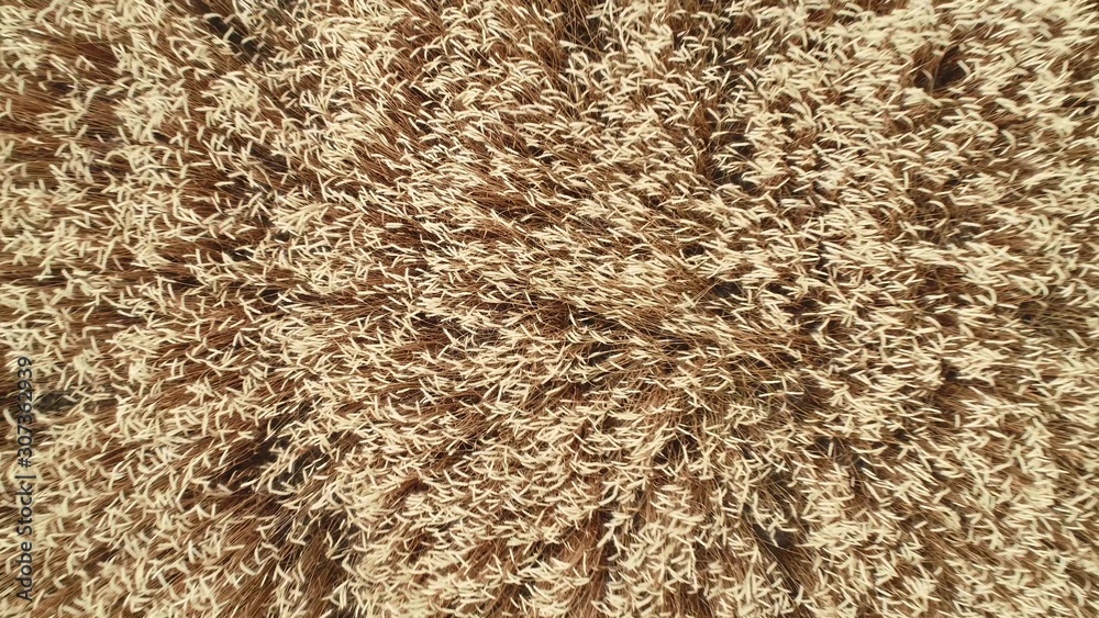 Flight over a wheat field. Agriculture, grain crops. Flight over a wheat field. Agriculture, grain crops.