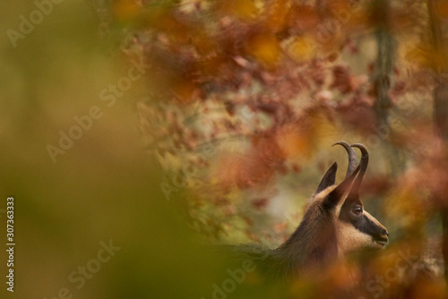  Chamois, wonderful close up in the woods 