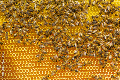 Top view on frame with bees working on sealing up the honeycombs that full of ripe honey