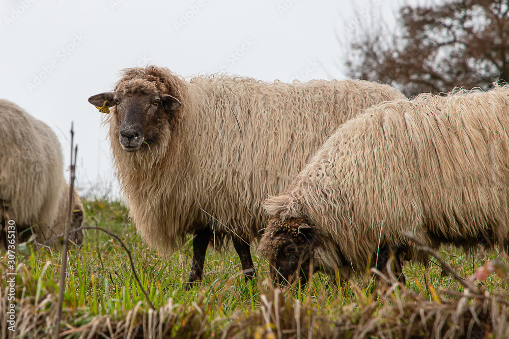 ovejas vascas