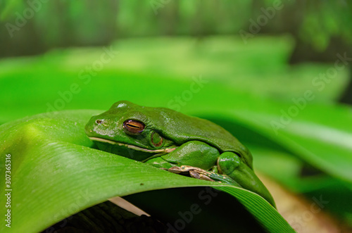 beautiful green tree frog sitting on a leaf australia