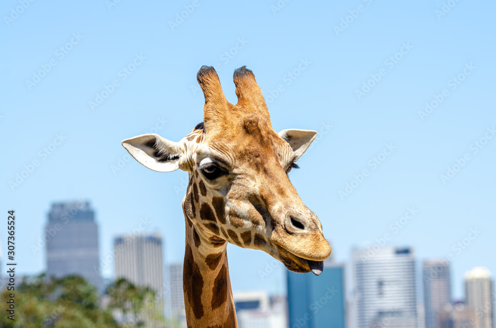 Fototapeta premium giraffe (Giraffa) in the zoo sticking it tongue out