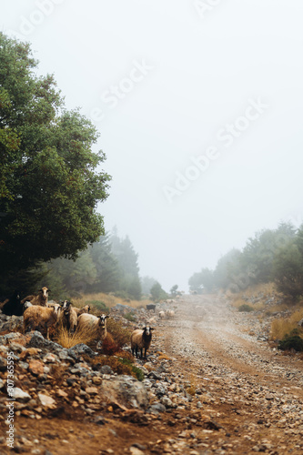 Flock of sheeps in a foggy forest photo