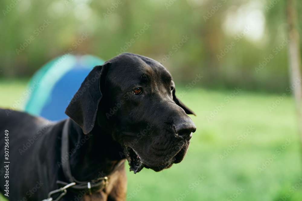 portrait of a dog