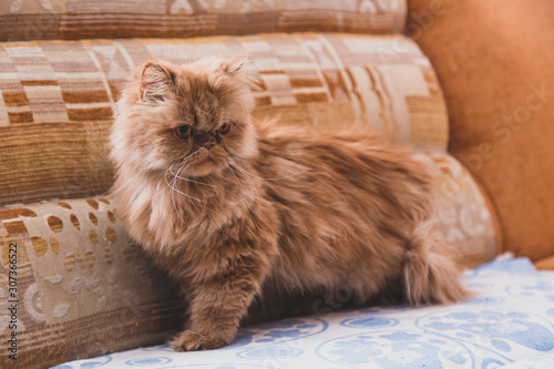 Red Persian cat on the couch