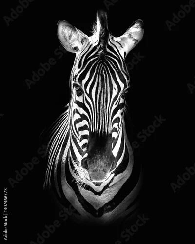 Obraz Zebra Burchella (Equus quagga burchellii)