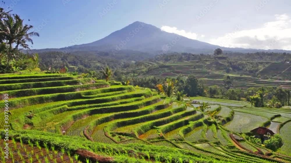 scenic view rice terraces bali indonesia scenic view with volcano in background scenic view rice terraces bali indonesia scenic view with volcano in background