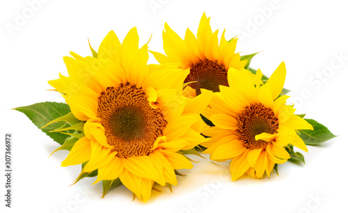 Obraz na płótnie Group of yellow bright beautiful sunflower flowers.