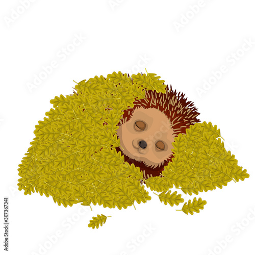 Hedgehog sleeps under a layer of leaves. Cute forest animal. Winter hibernation of hedgehogs. Cartoon vector illustration.