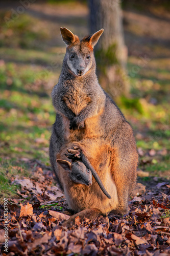Swamp wallaby (Wallabia bicolor)
