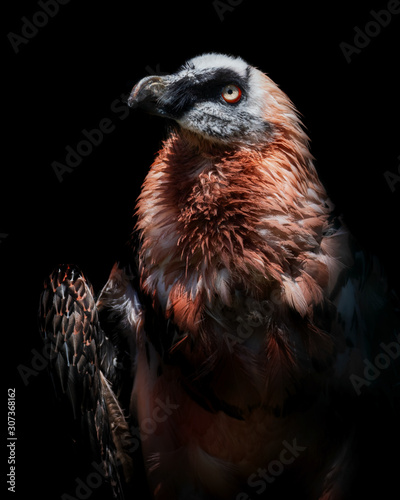 Bearded vulture (Gypaetus barbatus)