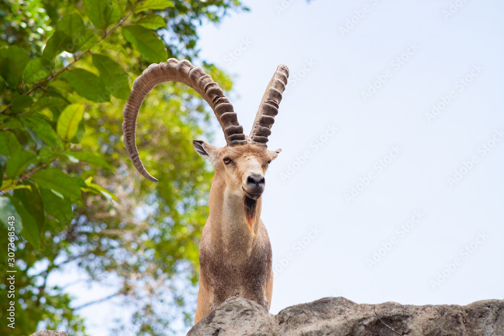 Male Ibex on a cliff looking straight into the camera and showing full large horns and beard against blue sky