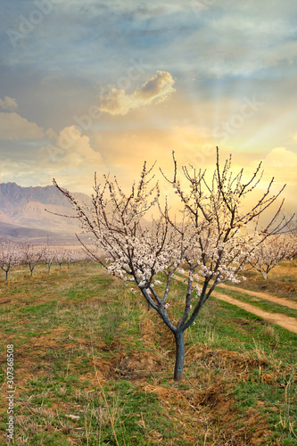 Apricot farm during sping season against Vayk mountain range, Vayots Dzor Province, Armenia