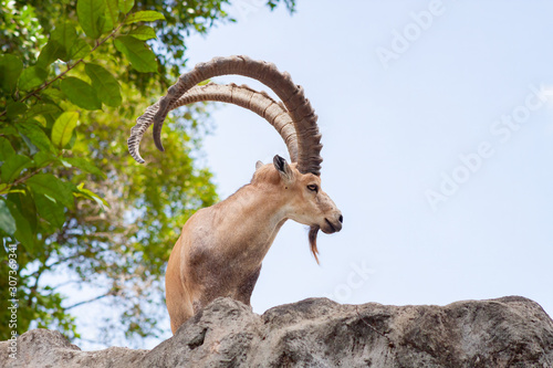Male Ibex on a cliff showing side profile and full large horns and beard against blue sky photo