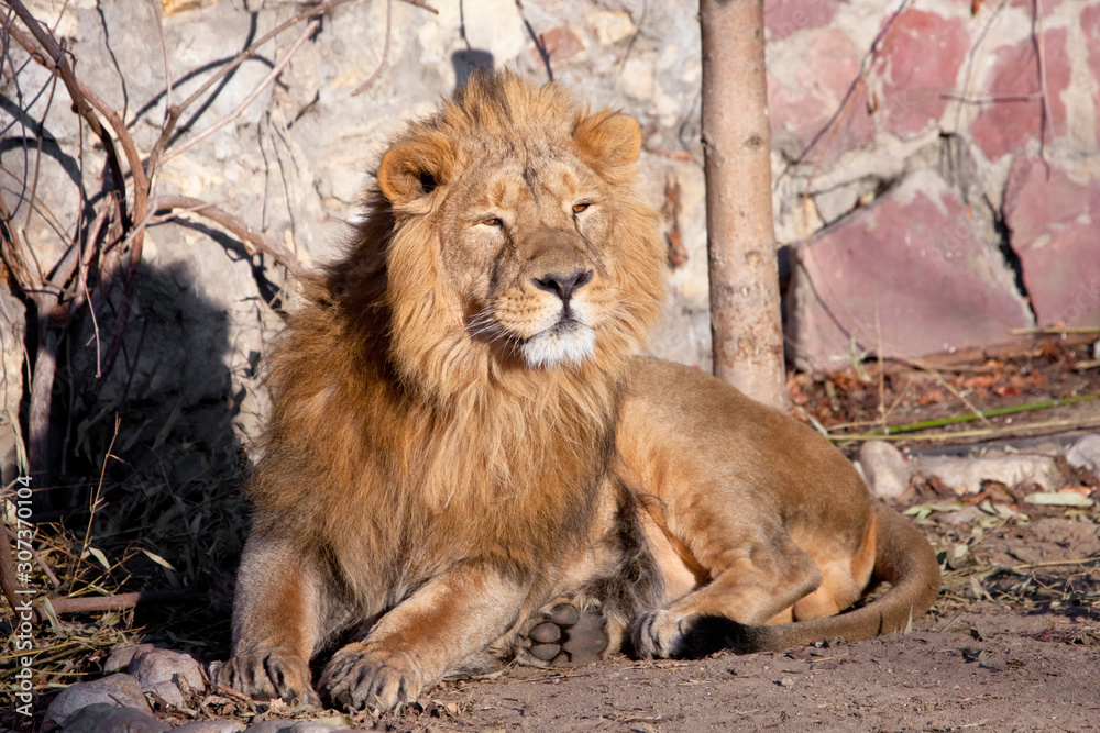 Obraz premium stands up. powerful lion male with a chic mane consecrated by the sun.