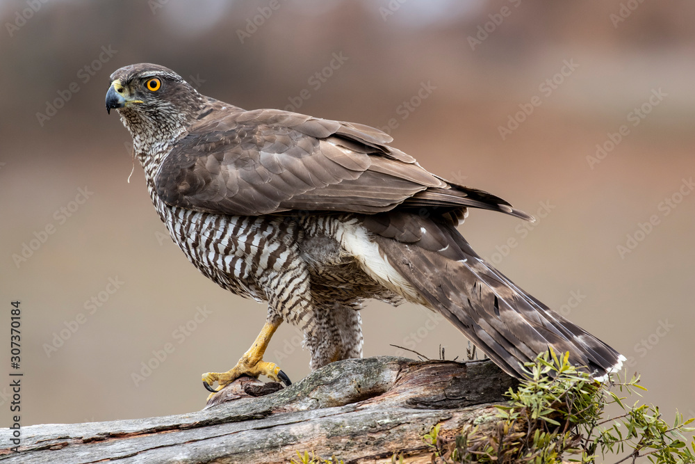 Fototapeta premium Adult wild azor, Accipiter gentilis, perched on its usual perch. Leon, Spain