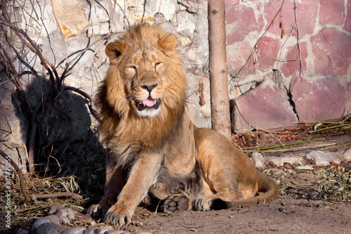 stands up preparing his mouth ajar. powerful lion male with a chic mane consecrated by the sun.