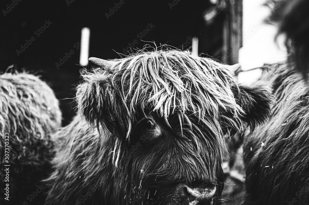 Φωτογραφία Black and white picture of Scottish Highland Cow in field looking at the camera, Ireland, England, suffolk