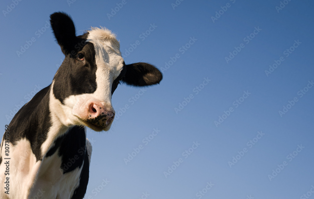 Εκτύπωση καμβά Holstein cow over blue sky