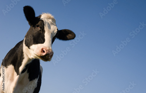 Holstein cow over blue sky