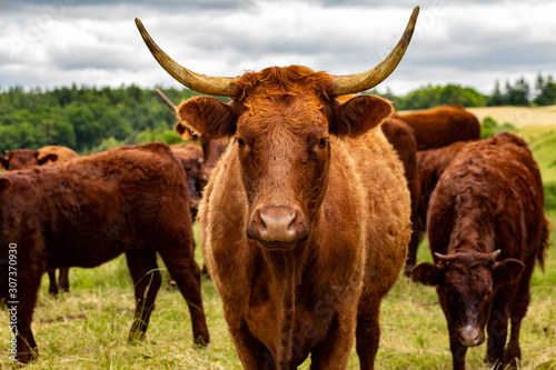 Salers cows in their pasture photo