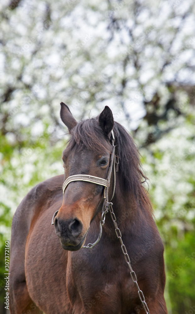 Brown horse with long black mane on meadow. Beautiful horse grazing on pasture at countryside