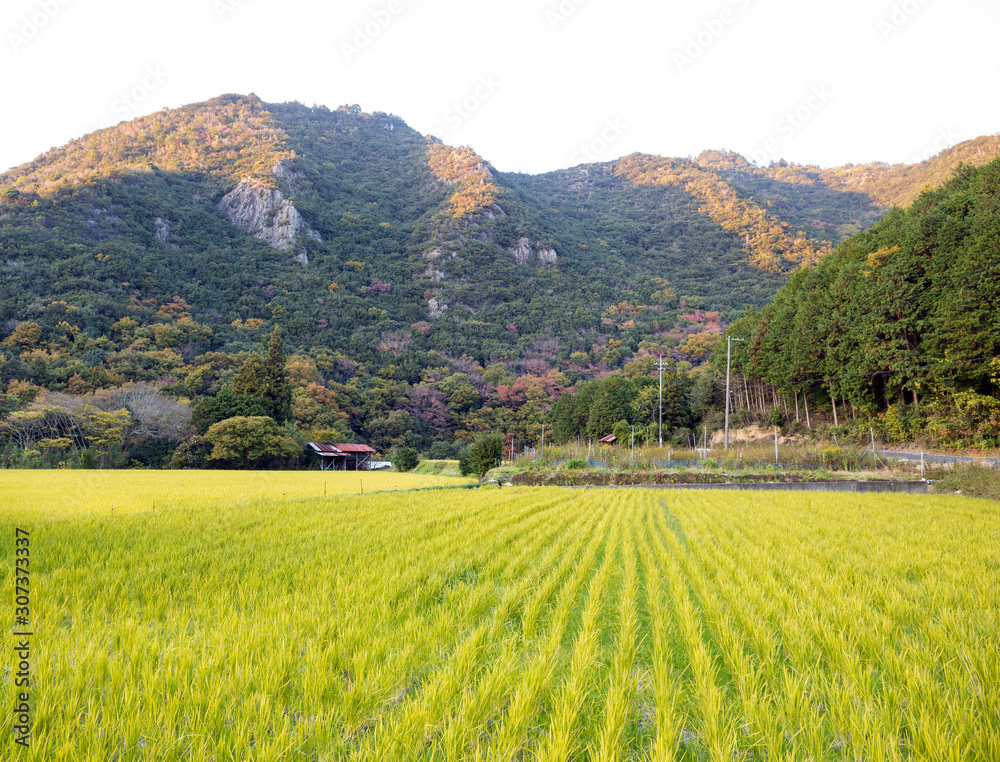 Rows of green rice on small Japanese farm in mountains