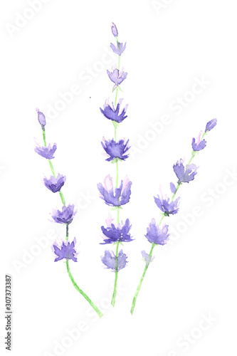 Beautiful hand drawn lavender flowers. Detailed retro style images. Vintage element for labels  packaging and cards design. Watercolor illustration isolated on a white background