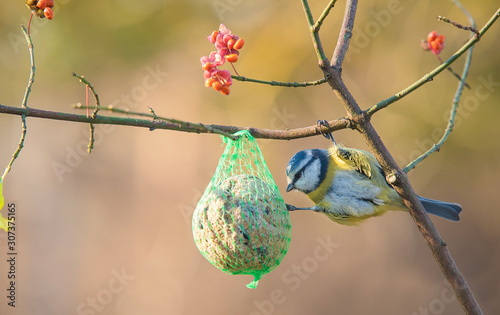 Blue tit on the fat ball