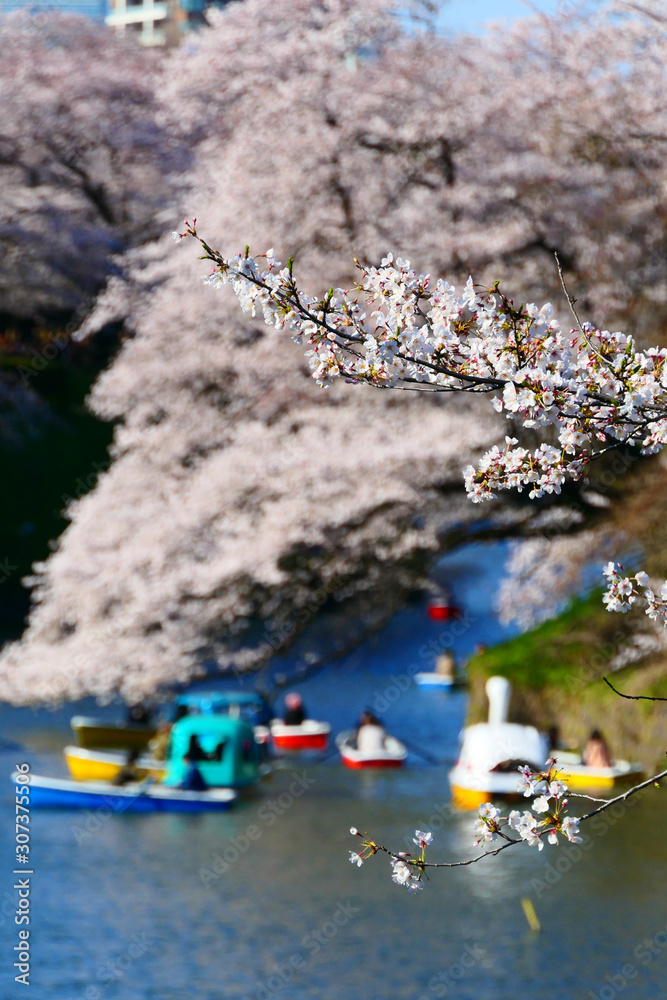 桜祭りで賑わう千鳥ヶ淵。千代田　東京　日本。４月上旬。