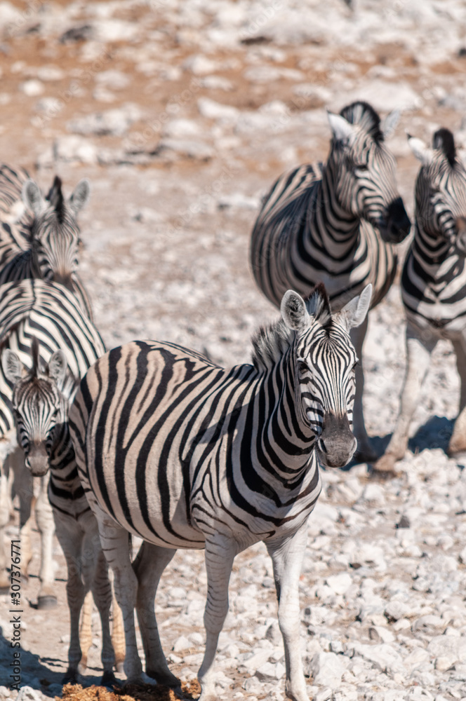 A group of Burchell's Plains zebra -Equus quagga burchelli- standing close to each other on the plains of Etosha National Park, Namibia. A group of Burchell's Plains zebra -Equus quagga burchelli- standing close to each other on the plains of Etosha National Park, Namibia.