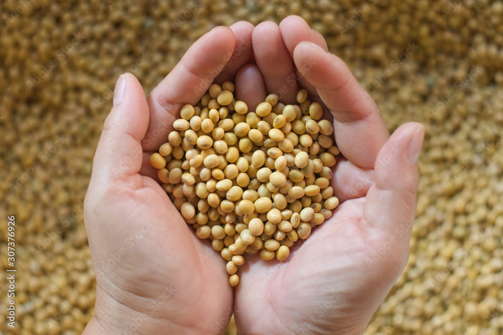 Soybeans on the hands of farmers close-up. Soybeans on the hands of farmers close-up.