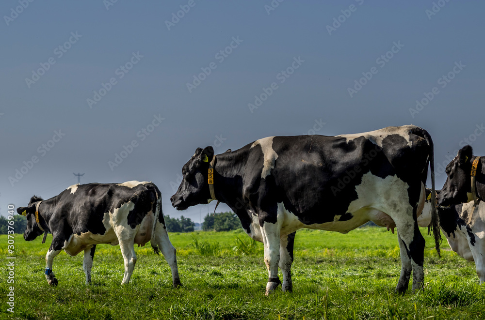 cows in a field