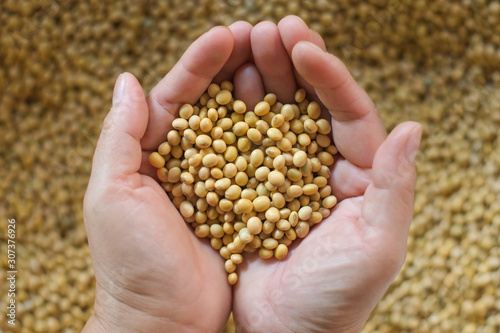 Soybeans on the hands of farmers close-up. © Jedsada Naeprai