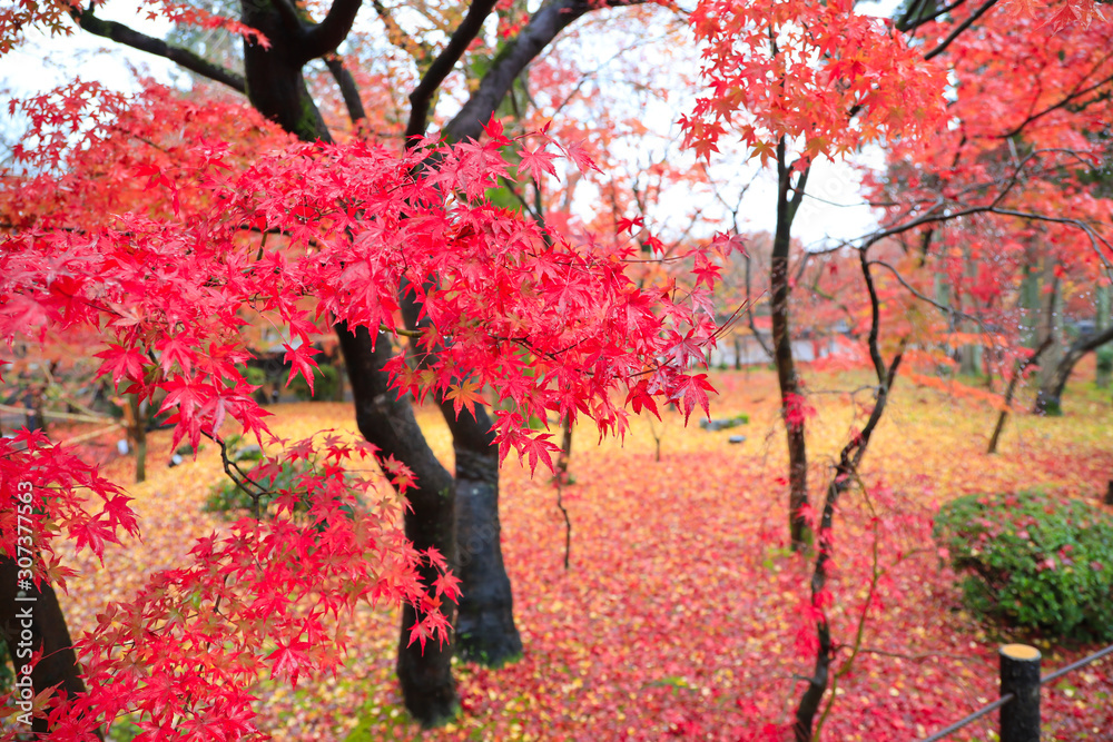 京都の紅葉