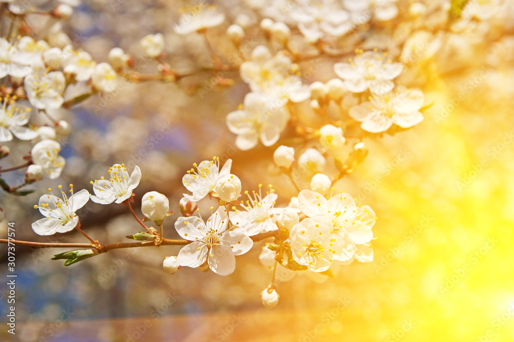 Blooming cherry flowers in spring time Blooming cherry flowers in spring time